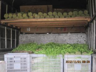 四川中江縣優質新鮮韭黃批量供應，誠邀批發商合作